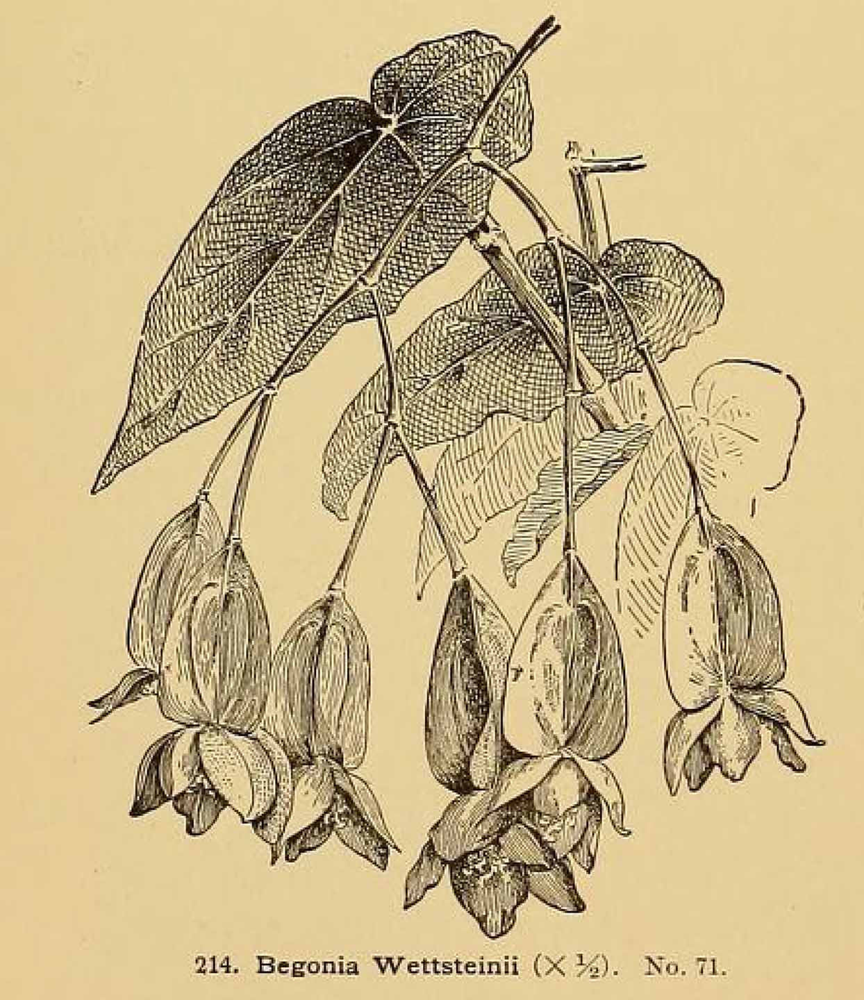 B. ‘Wettsteini’